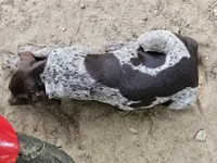 Dude, a male German Shorthaired Pointer for sale in Clarks Hill, SC – 4 of 5