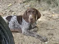 Dude, a male German Shorthaired Pointer for sale in Clarks Hill, SC – 2 of 5