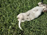 Moon, a female Chihuahua for sale in Clarks Hill, SC – 3 of 6