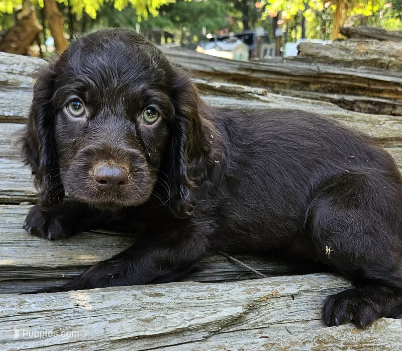 Cherry Blossom  – Boykin Spaniel puppy for sale in Clarks Hill, SC