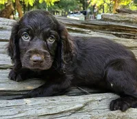 Cherry Blossom , a female Boykin Spaniel for sale in Clarks Hill, SC – 1 of 5