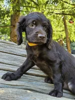 Star fruit, a female Boykin Spaniel for sale in Clarks Hill, SC – 2 of 6