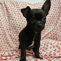 Pan, a male Chihuahua for sale in Clarks Hill, SC – Photo 1 of 4