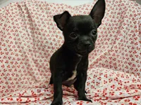 Pan, a male Chihuahua for sale in Clarks Hill, SC – Photo 1 of 4