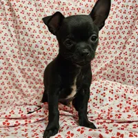 Pan, a male Chihuahua for sale in Clarks Hill, SC – Photo 3 of 4