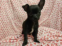 Pan, a male Chihuahua for sale in Clarks Hill, SC – Photo 3 of 4
