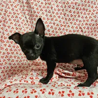 Pan, a male Chihuahua for sale in Clarks Hill, SC – Photo 4 of 4