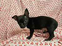 Pan, a male Chihuahua for sale in Clarks Hill, SC – Photo 4 of 4