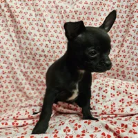 Pan, a male Chihuahua for sale in Clarks Hill, SC – Photo 2 of 4