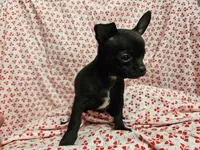 Pan, a male Chihuahua for sale in Clarks Hill, SC – Photo 2 of 4