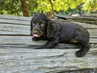 Cherry Blossom , a female Boykin Spaniel for sale in Clarks Hill, SC – 4 of 5