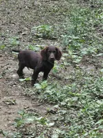 Male 2, a male Boykin Spaniel for sale in Clarks Hill, SC – 4 of 5