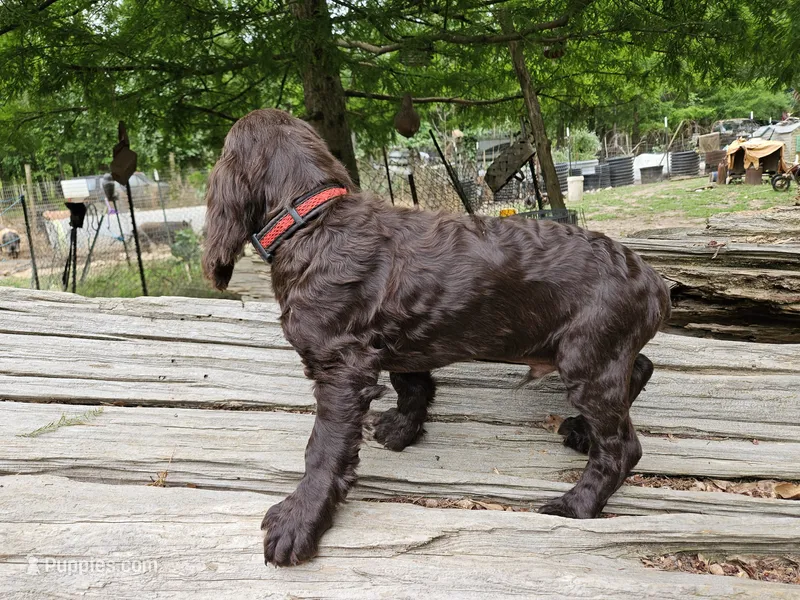 Male 1 – Boykin Spaniel puppy for sale in Clarks Hill, SC