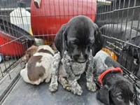 Girlie, a female German Shorthaired Pointer for sale in Clarks Hill, SC – Photo 2 of 3