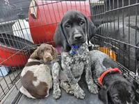 Girlie, a female German Shorthaired Pointer for sale in Clarks Hill, SC – Photo 3 of 3