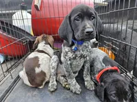 Girlie, a female German Shorthaired Pointer for sale in Clarks Hill, SC – Photo 1 of 3