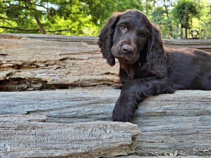 Sweet pea – English Springer Spaniel, Boykin Spaniel puppy for sale in Clarks Hill, SC