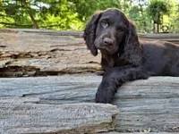 Photo of Sweet pea