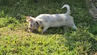 Moon, a female Chihuahua for sale in Clarks Hill, SC – 2 of 6