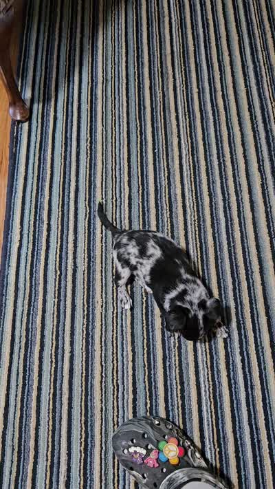 Crest, a male Chihuahua for sale in Clarks Hill, SC – 5 of 6