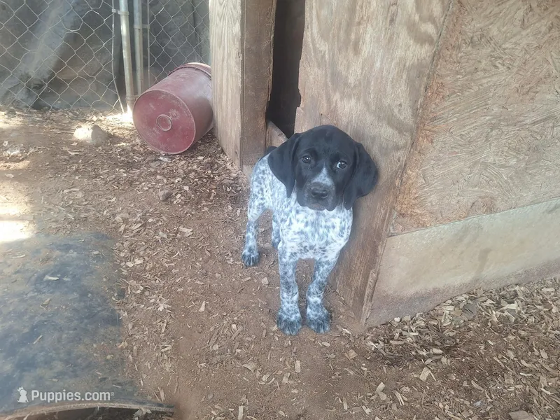 Milkyway – German Shorthaired Pointer puppy for sale in Clarks Hill, SC