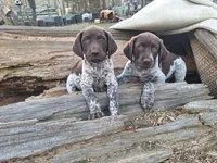 Milkyway, a female German Shorthaired Pointer for sale in Clarks Hill, SC – Photo 2 of 4
