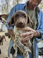 Milkyway, a female German Shorthaired Pointer for sale in Clarks Hill, SC – Photo 3 of 4