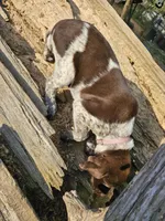 Milkyway, a female German Shorthaired Pointer for sale in Clarks Hill, SC – Photo 4 of 4