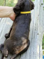 Star fruit, a female Boykin Spaniel for sale in Clarks Hill, SC – 3 of 6
