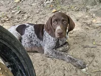 Dude, a male German Shorthaired Pointer for sale in Clarks Hill, SC – 5 of 5