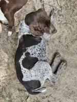 Dude, a male German Shorthaired Pointer for sale in Clarks Hill, SC – 3 of 5