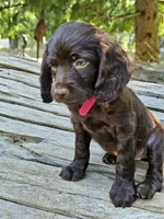 Passion , a female Boykin Spaniel for sale in Clarks Hill, SC – 4 of 6