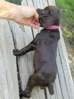 Passion , a female Boykin Spaniel for sale in Clarks Hill, SC – 2 of 6