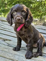 Passion , a female Boykin Spaniel for sale in Clarks Hill, SC – 1 of 6