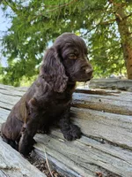 Kiwi , a male Boykin Spaniel for sale in Clarks Hill, SC – 4 of 4