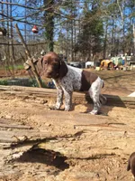 Double trouble, a female German Shorthaired Pointer for sale in Clarks Hill, SC – Photo 3 of 4