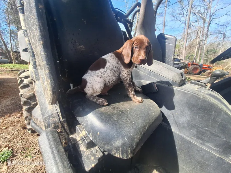 Double trouble – German Shorthaired Pointer puppy for sale in Clarks Hill, SC