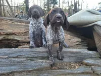 Double trouble, a female German Shorthaired Pointer for sale in Clarks Hill, SC – Photo 4 of 4
