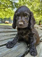 Kiwi , a male Boykin Spaniel for sale in Clarks Hill, SC – 3 of 4
