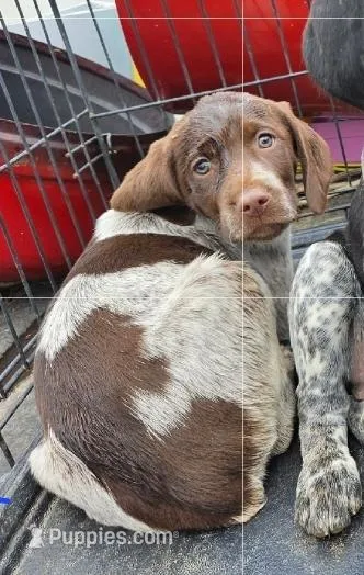 Ten – German Shorthaired Pointer puppy for sale in Clarks Hill, SC