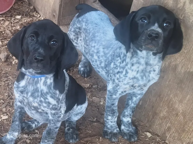 Ten – German Shorthaired Pointer puppy for sale in Clarks Hill, SC