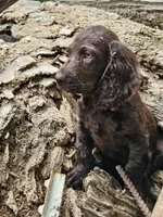 Male 1, a male Boykin Spaniel for sale in Clarks Hill, SC – 2 of 3