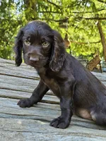 Star fruit, a female Boykin Spaniel for sale in Clarks Hill, SC – 6 of 6