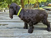 Kiwi , a male Boykin Spaniel for sale in Clarks Hill, SC – 2 of 4