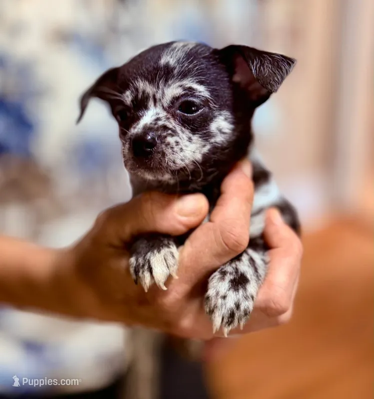 Crest – Chihuahua puppy for sale in Clarks Hill, SC