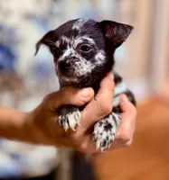Crest, a male Chihuahua for sale in Clarks Hill, SC – 1 of 3