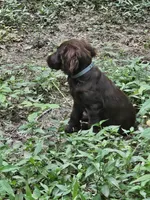 Male 2, a male Boykin Spaniel for sale in Clarks Hill, SC – 5 of 5