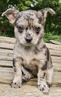 Chocolate Mer, a female Chihuahua for sale in Clarks Hill, SC – 3 of 5