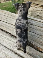 Chocolate Mer, a female Chihuahua for sale in Clarks Hill, SC – 5 of 5