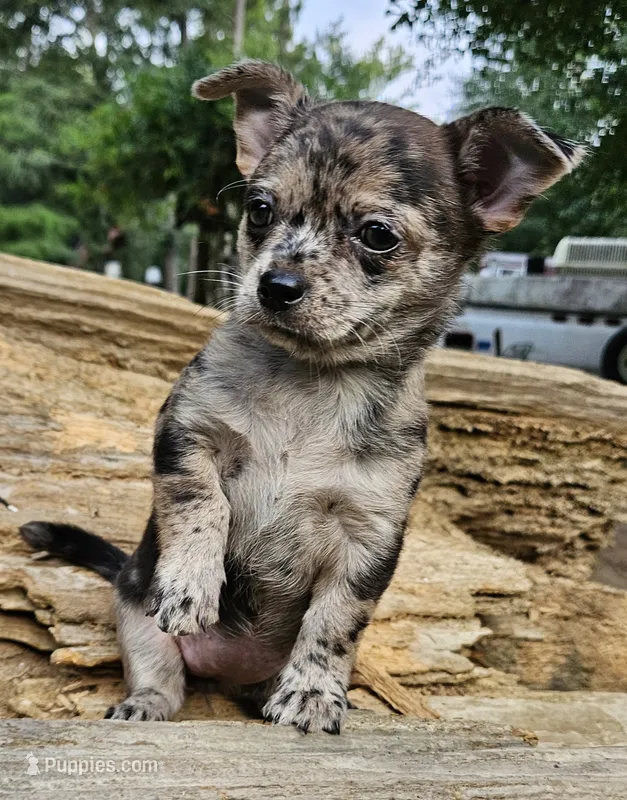 Chocolate Mer – Chihuahua puppy for sale in Clarks Hill, SC
